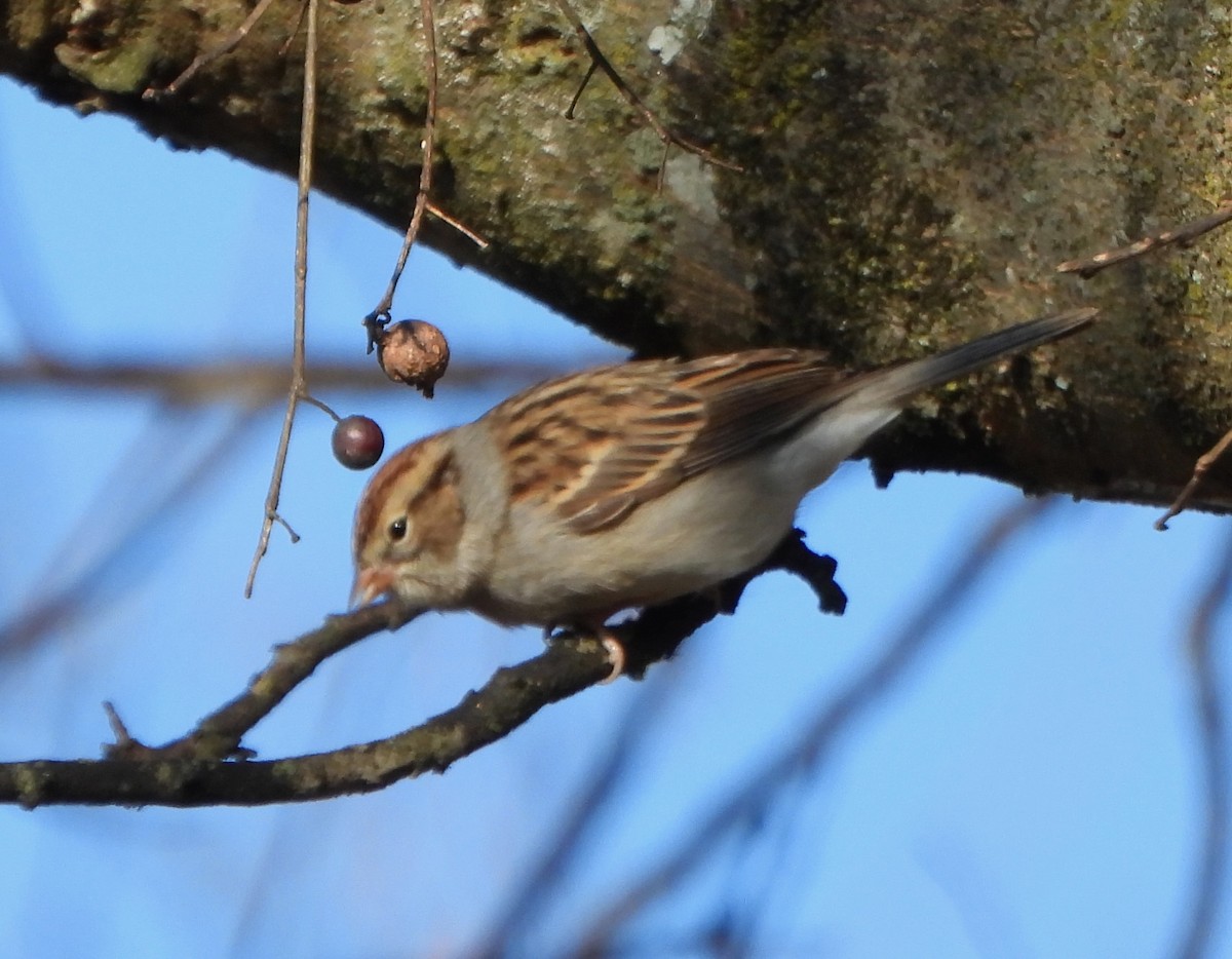 Chipping Sparrow - ML646764860