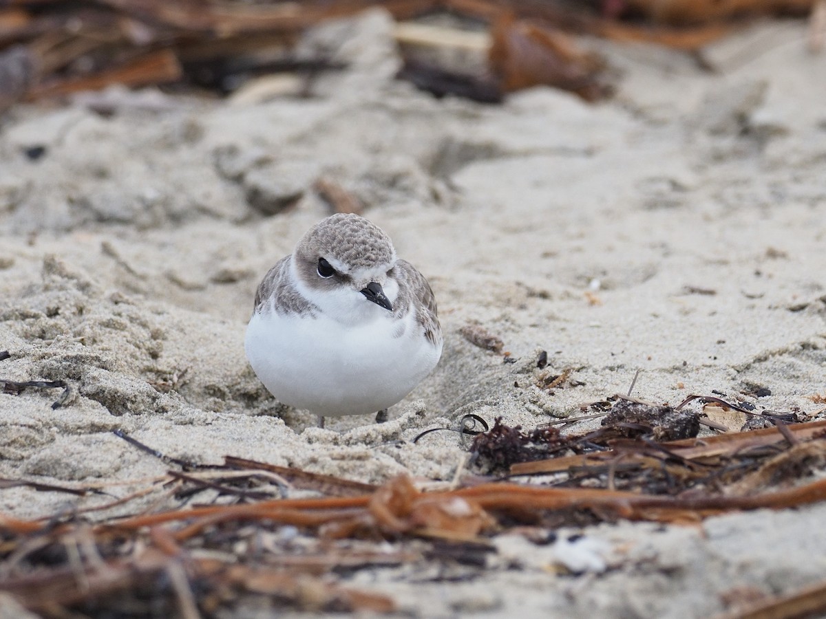 ユキチドリ - ML646764861