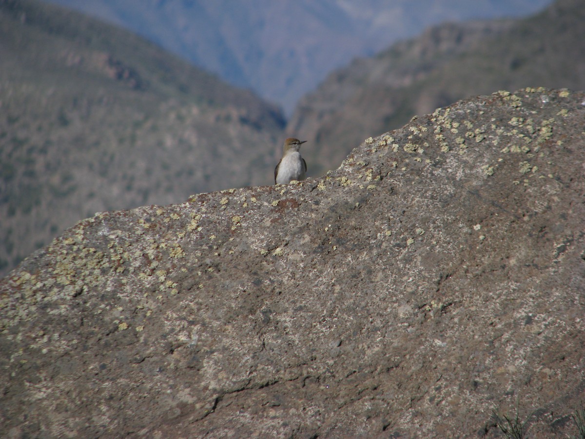 White-browed Ground-Tyrant - ML646764870