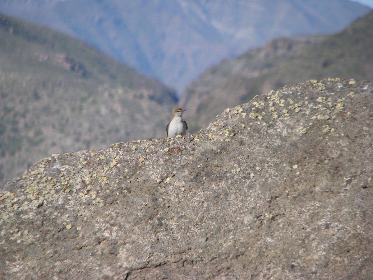 White-browed Ground-Tyrant - ML646764871