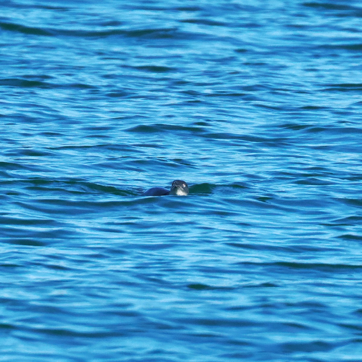 Малый пингвин - ML646764882