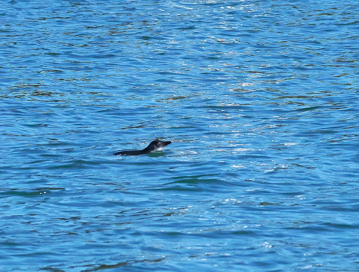 Малый пингвин - ML646764883