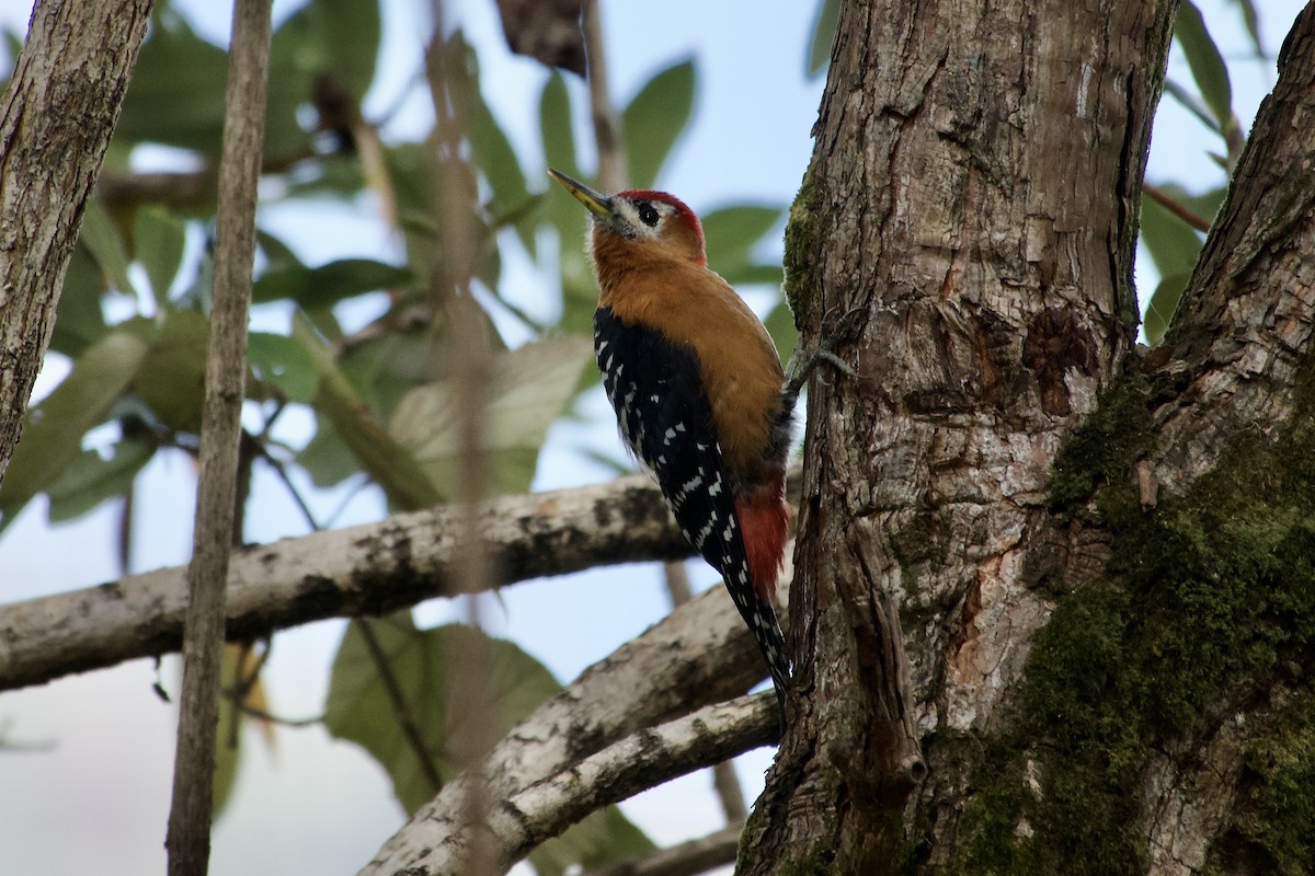 Rufous-bellied Woodpecker - ML646764884