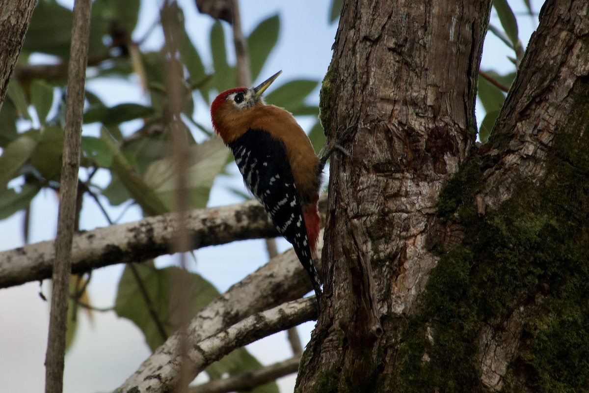 Rufous-bellied Woodpecker - ML646764885