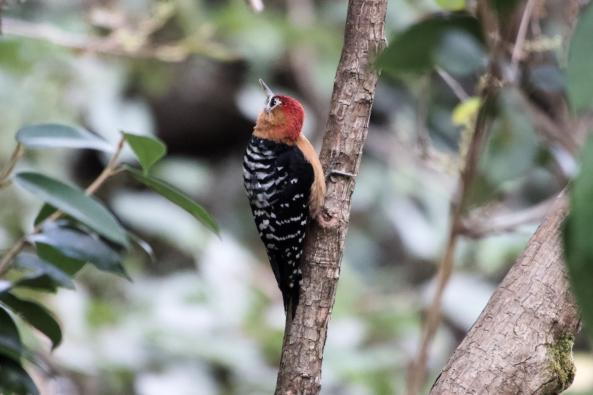 Rufous-bellied Woodpecker - ML646764888