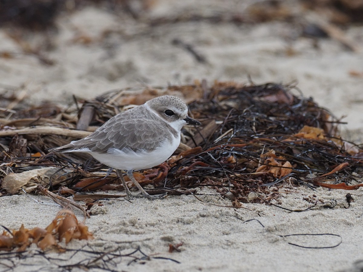 ユキチドリ - ML646764890