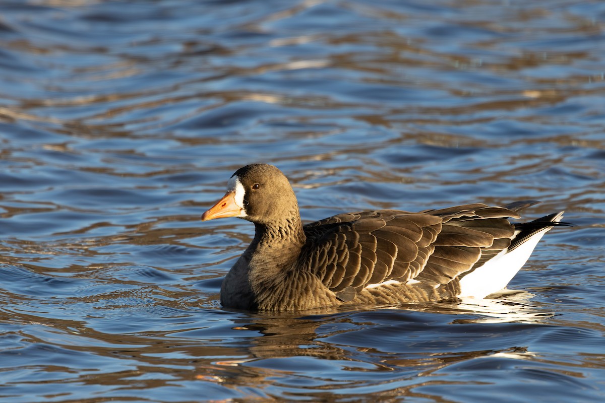 Ánsar Careto - ML646764893