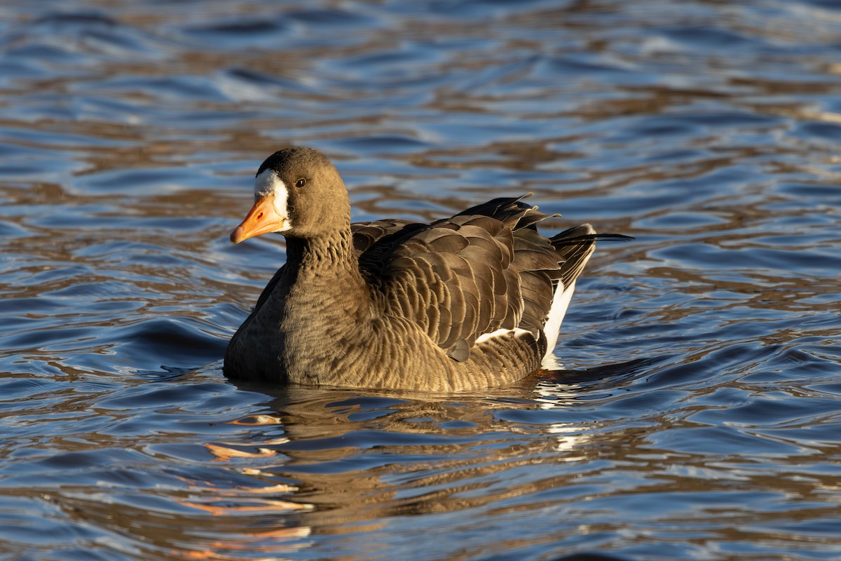 Ánsar Careto - ML646764894
