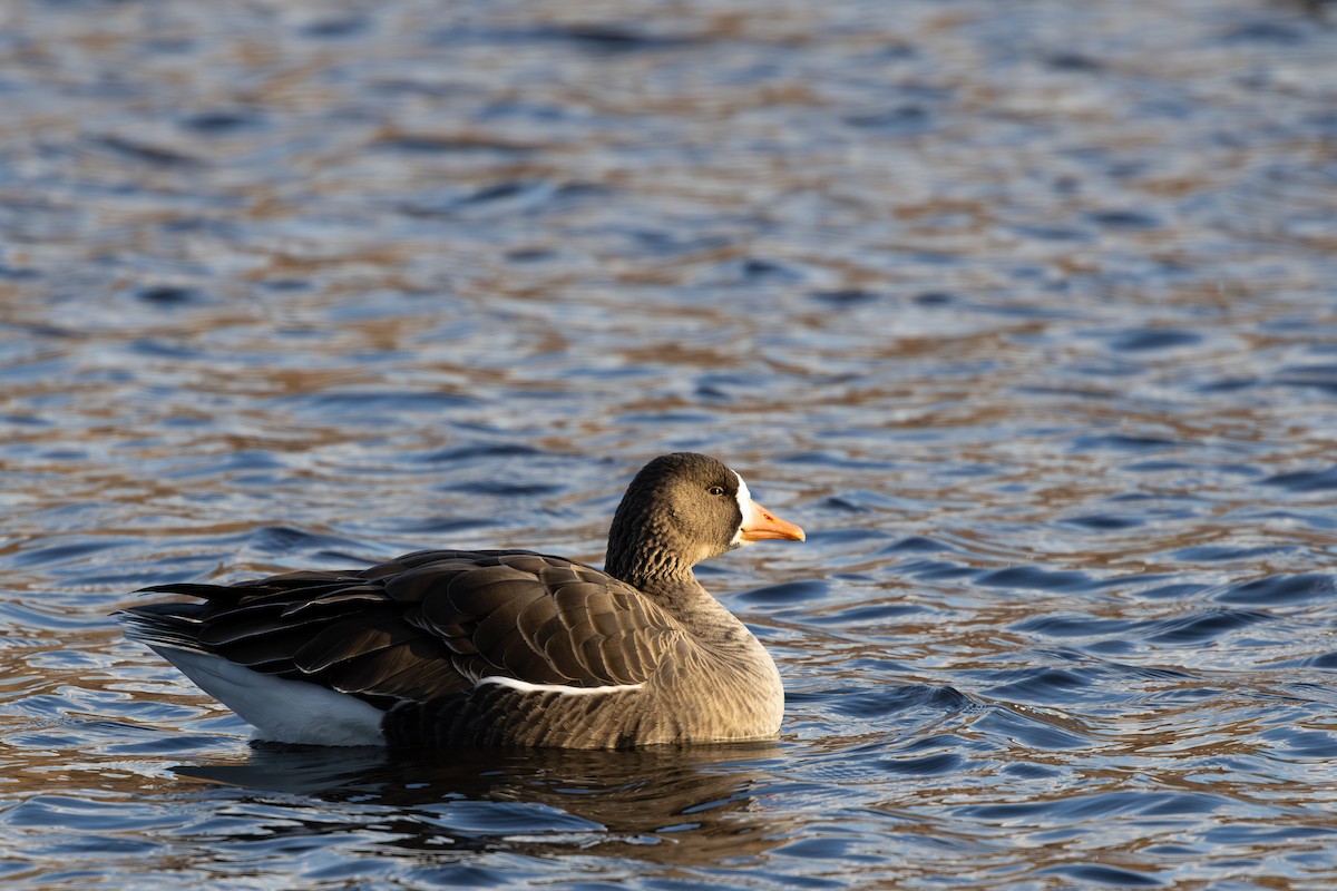 Ánsar Careto - ML646764895