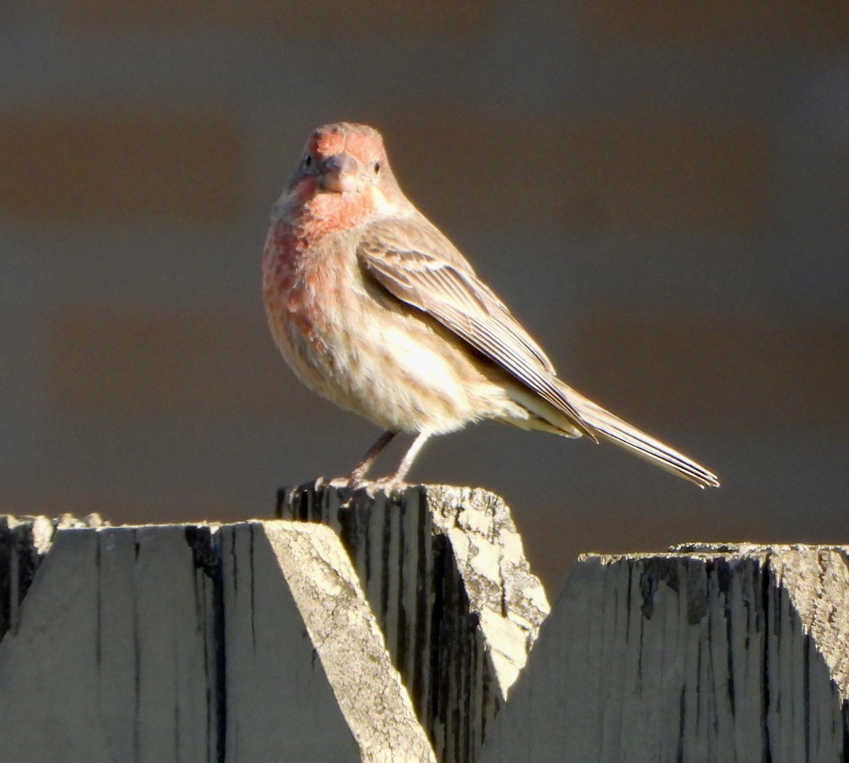 House Finch - ML646764897