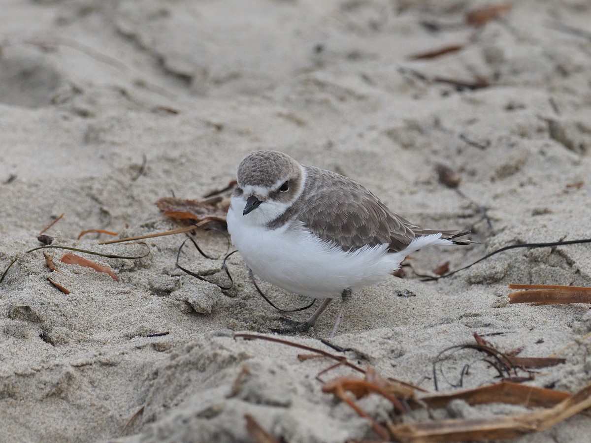 ユキチドリ - ML646764898