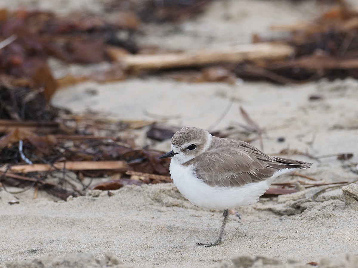 ユキチドリ - ML646764902