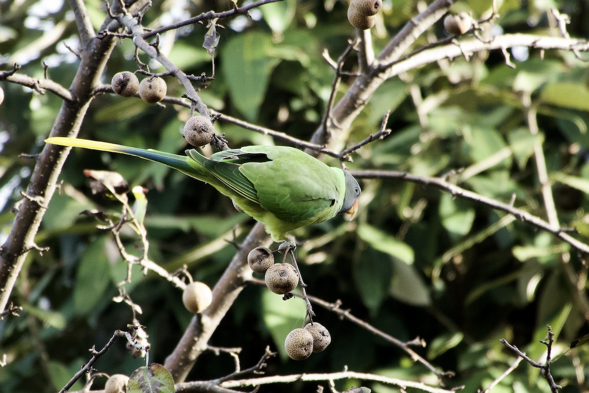 Slaty-headed Parakeet - ML646764903