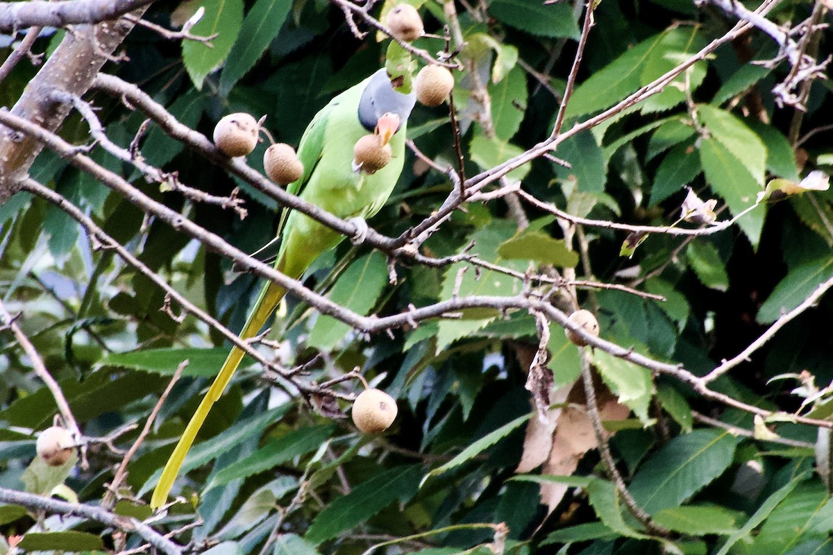 Slaty-headed Parakeet - ML646764904
