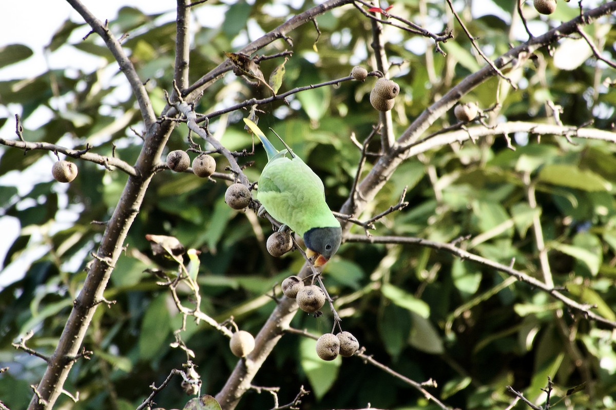 Slaty-headed Parakeet - ML646764906