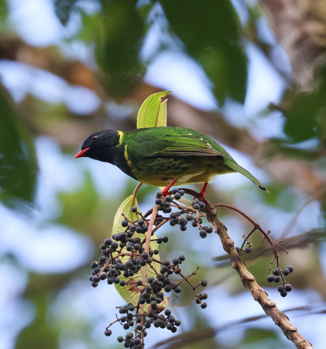 Green-and-black Fruiteater (Green-and-black) - ML646764908