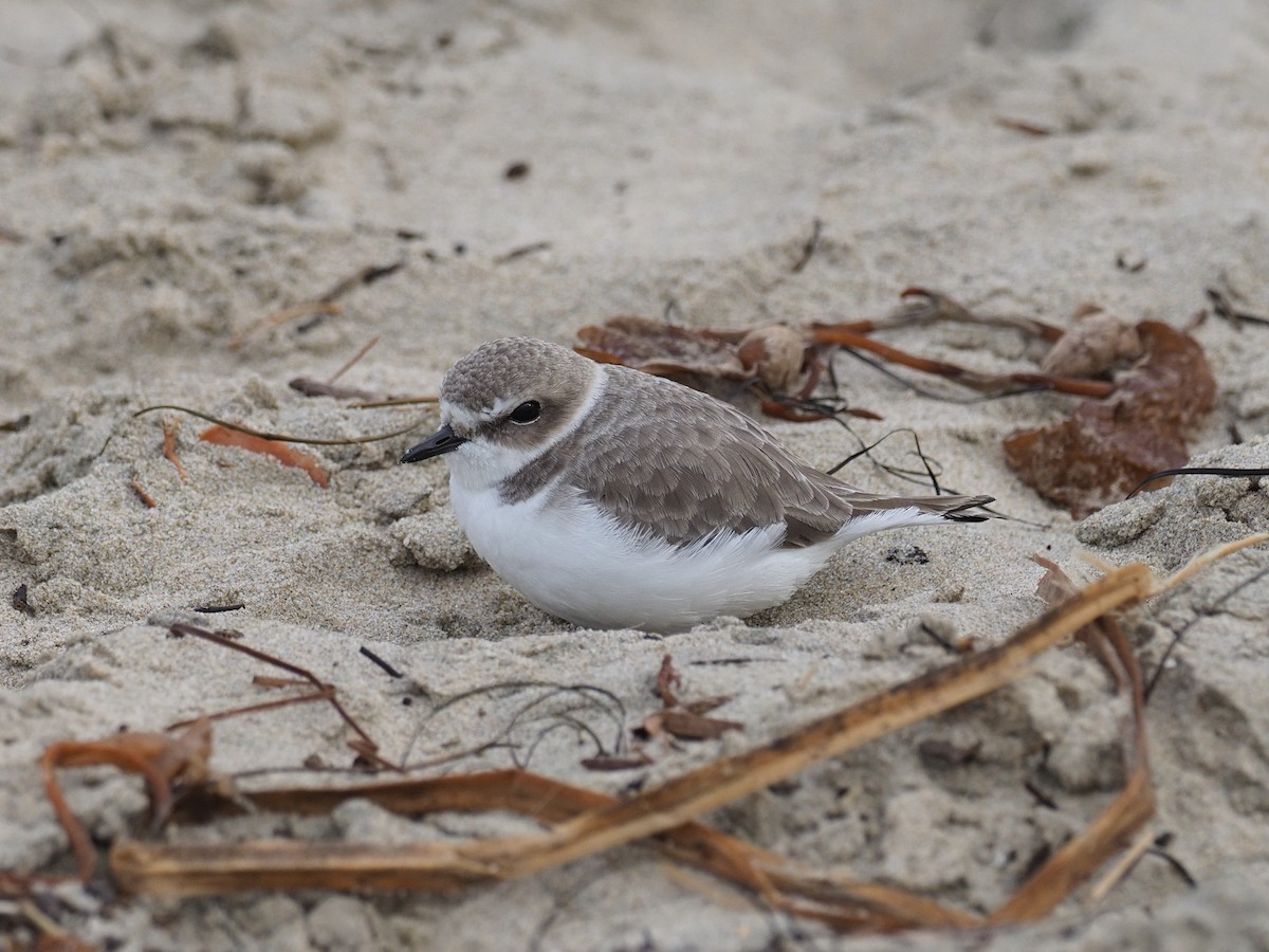 ユキチドリ - ML646764909