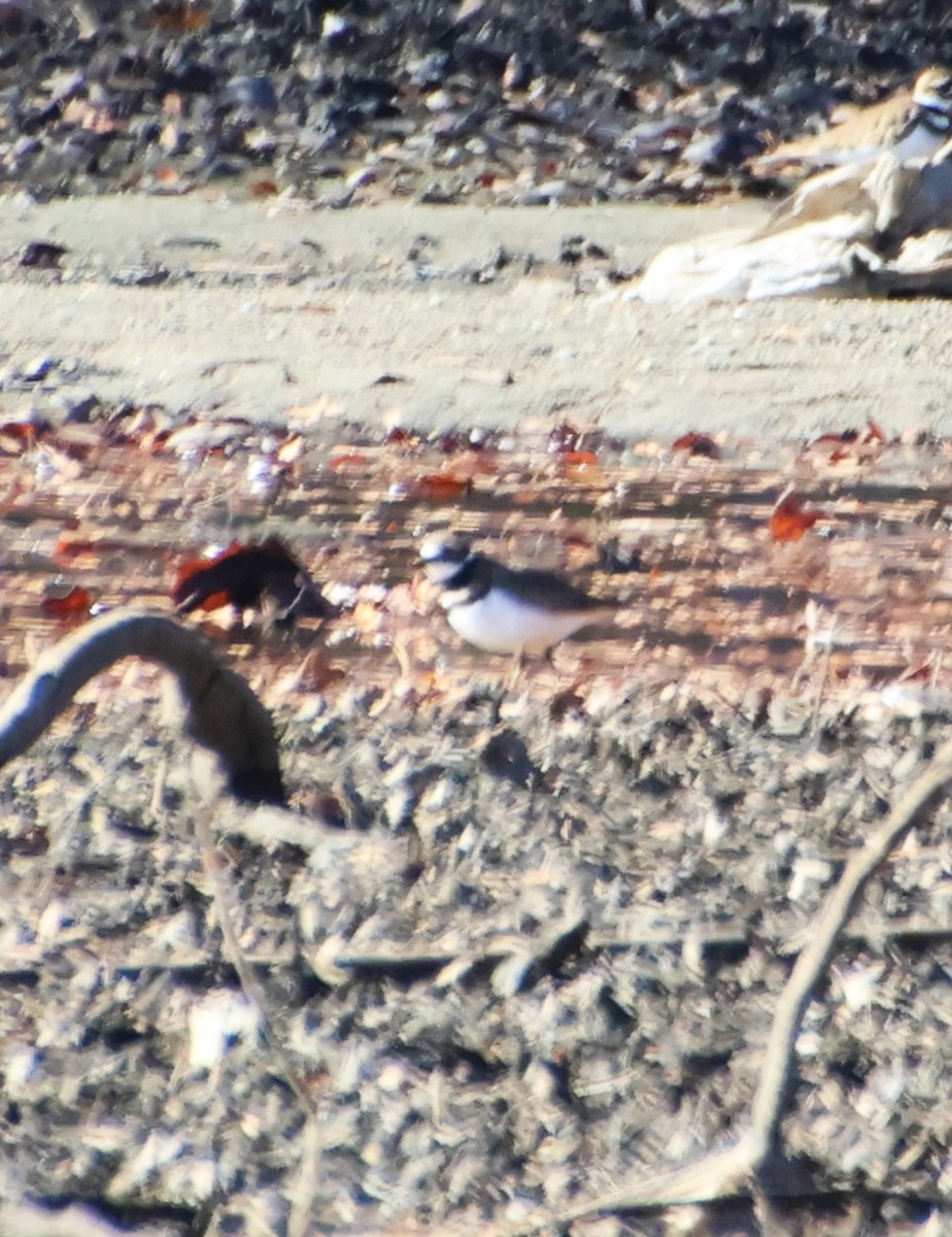 חופמי כפול-צווארון - ML646764910