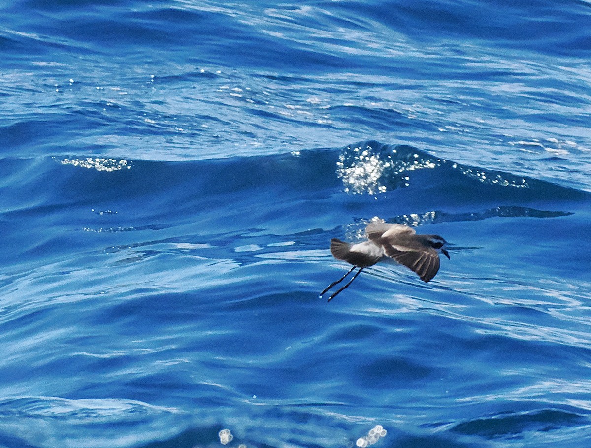 Белолицая океанида - ML646764914