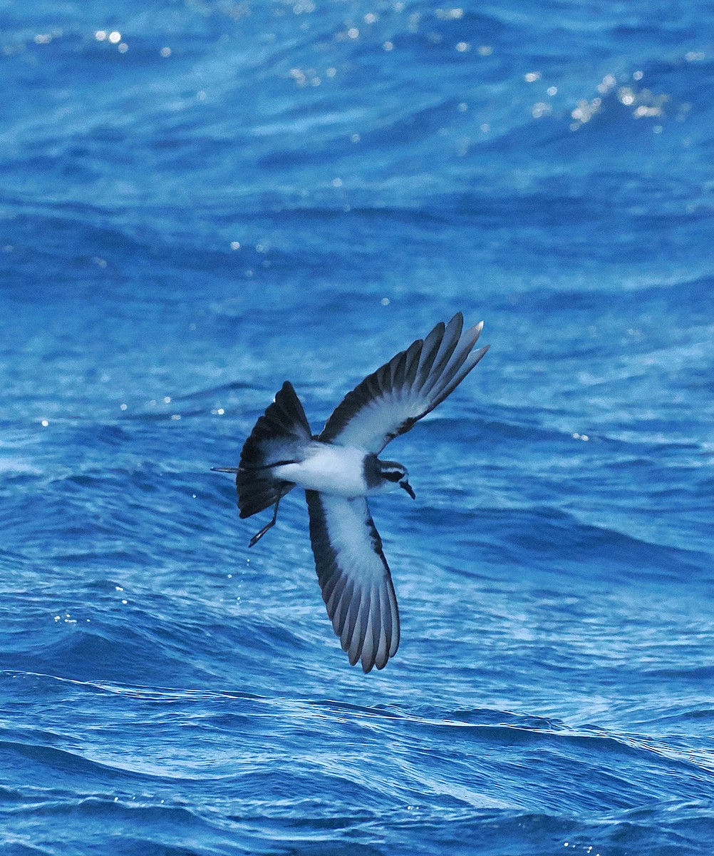 Белолицая океанида - ML646764915