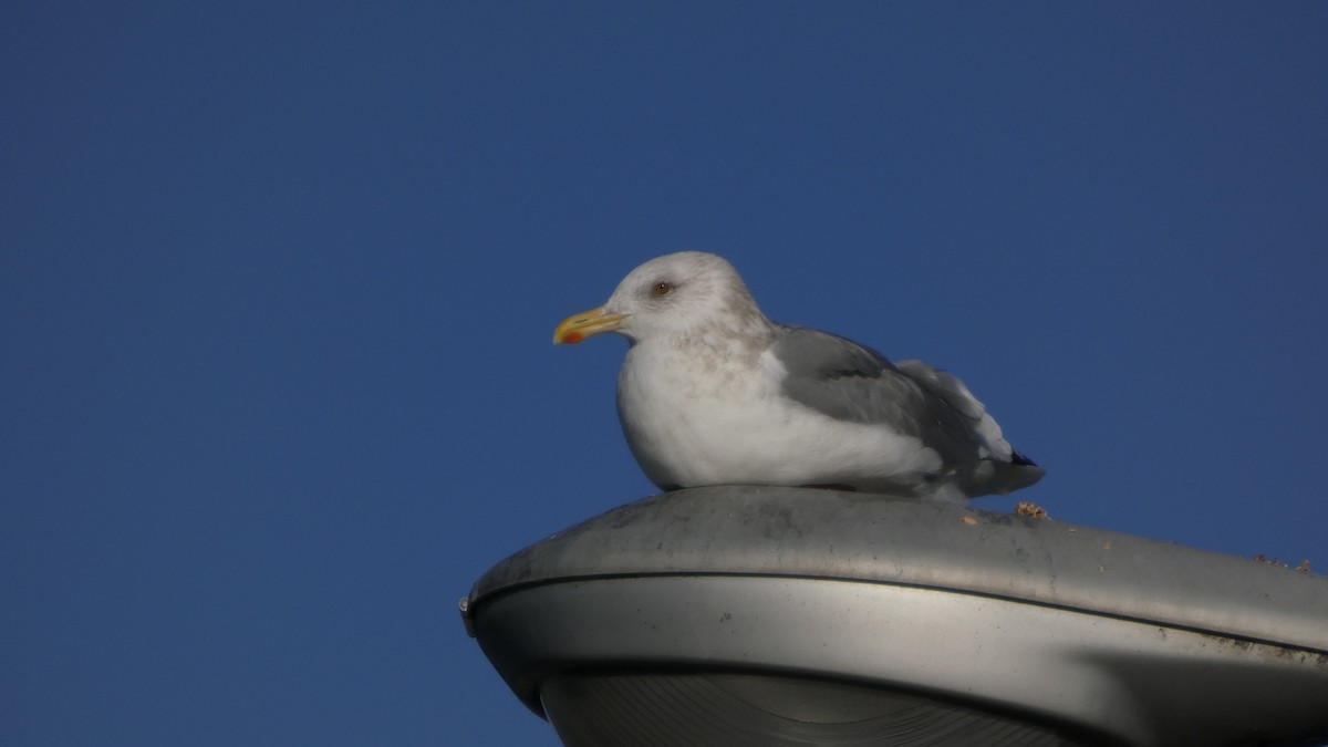 Vega Gull - ML646764916