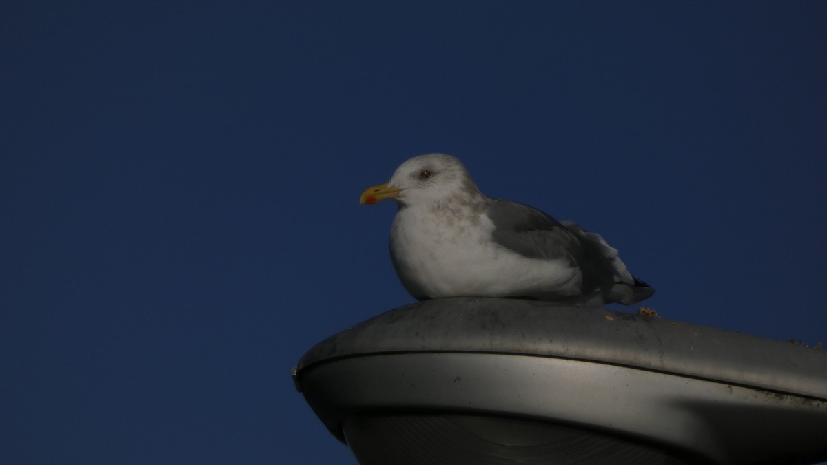 Vega Gull - ML646764917