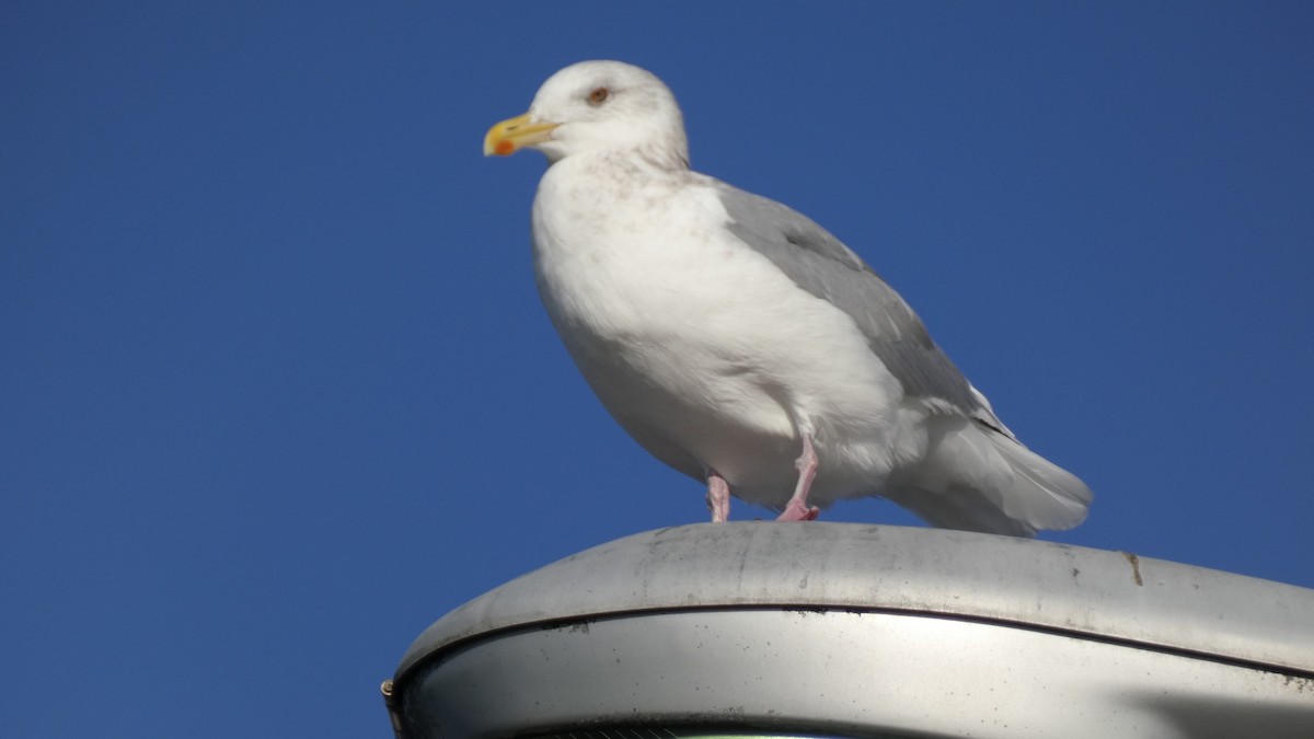 Vega Gull - ML646764918