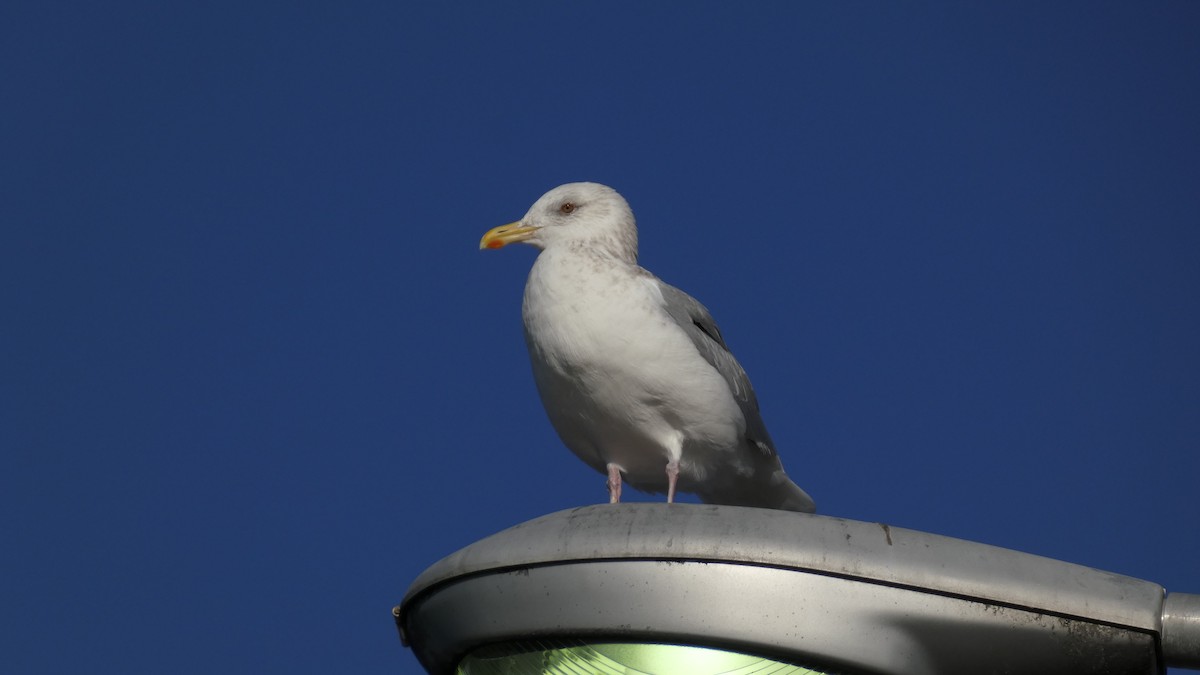 Vega Gull - ML646764920