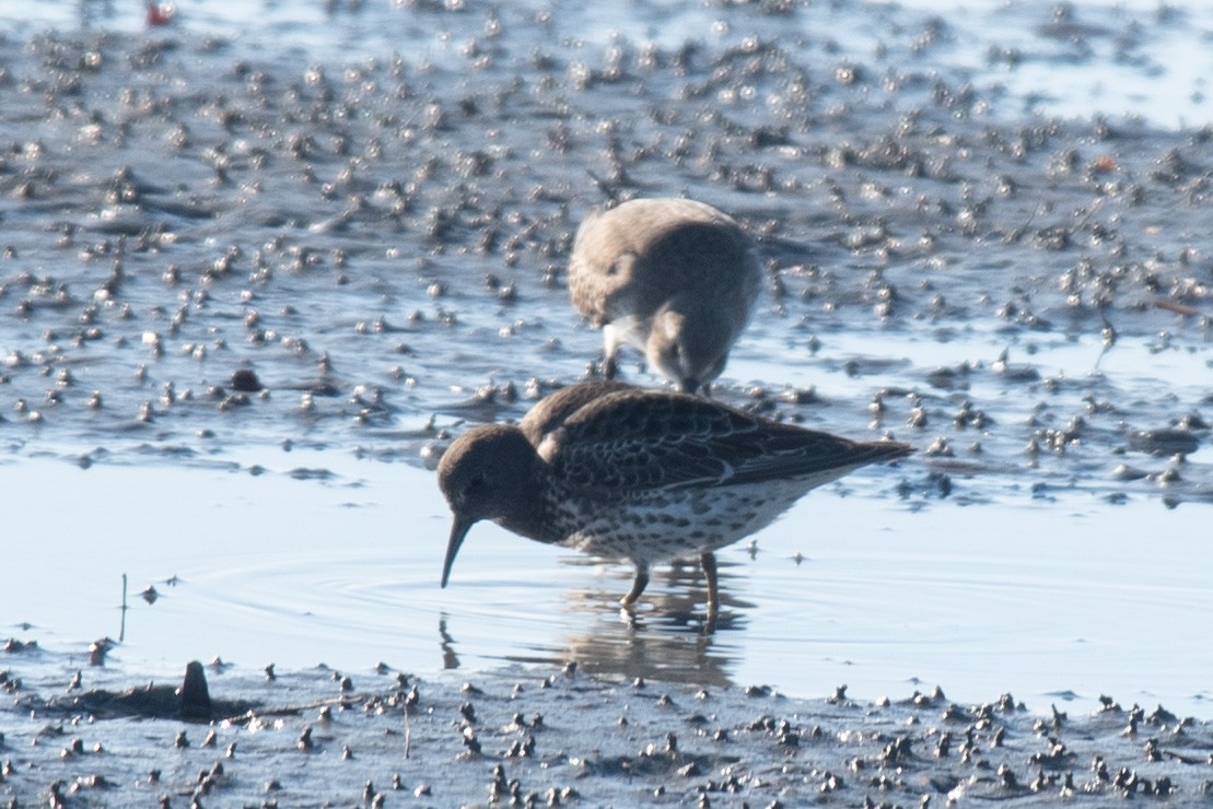 Beringstrandläufer - ML646764923
