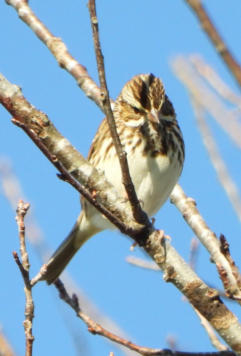 Savannah Sparrow - ML646764924
