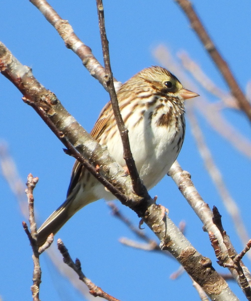 Savannah Sparrow - ML646764925