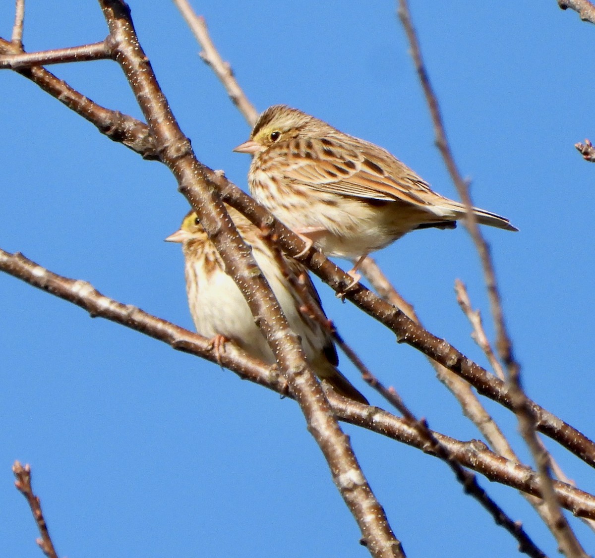 Savannah Sparrow - ML646764926