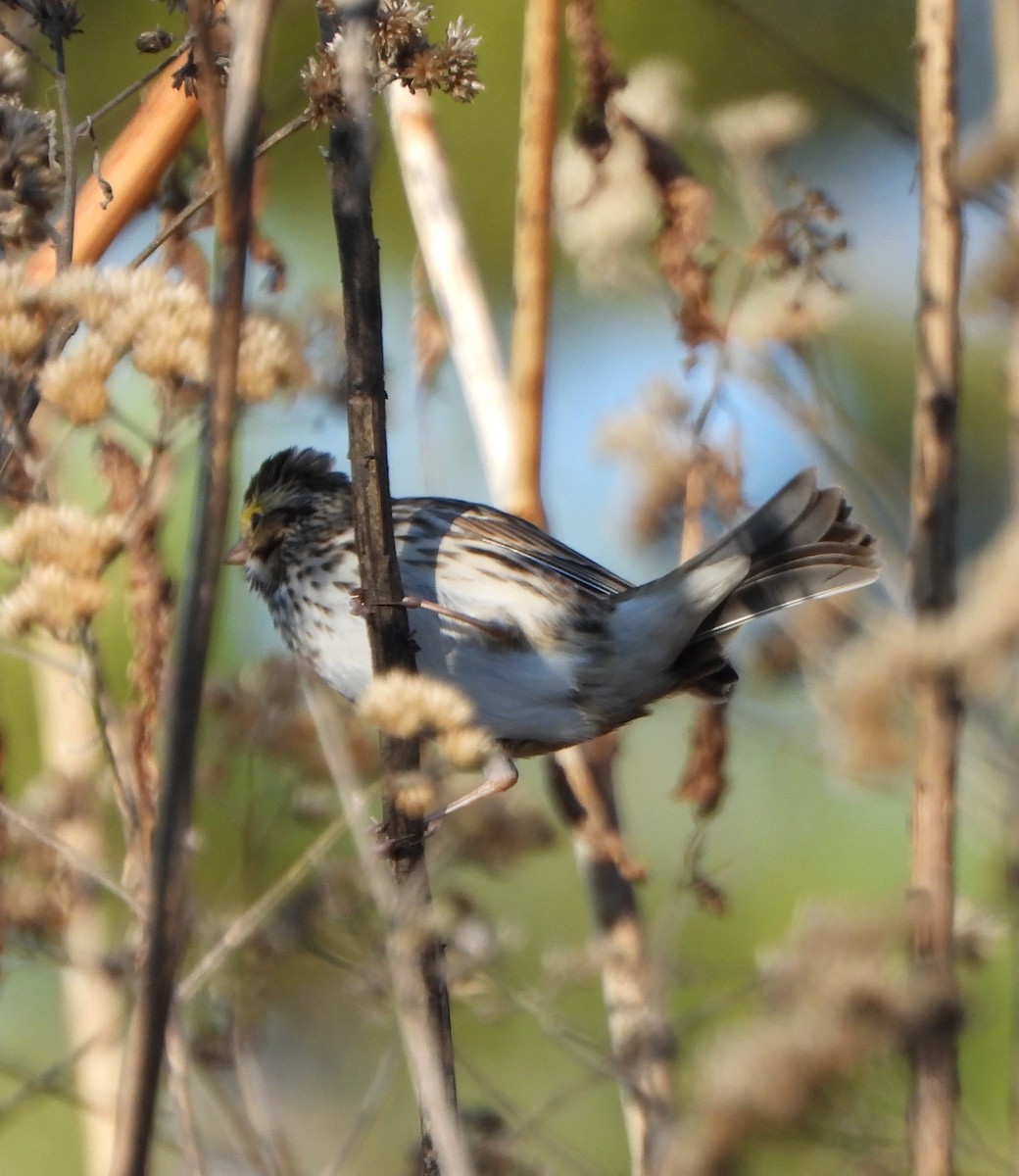 Savannah Sparrow - ML646764927