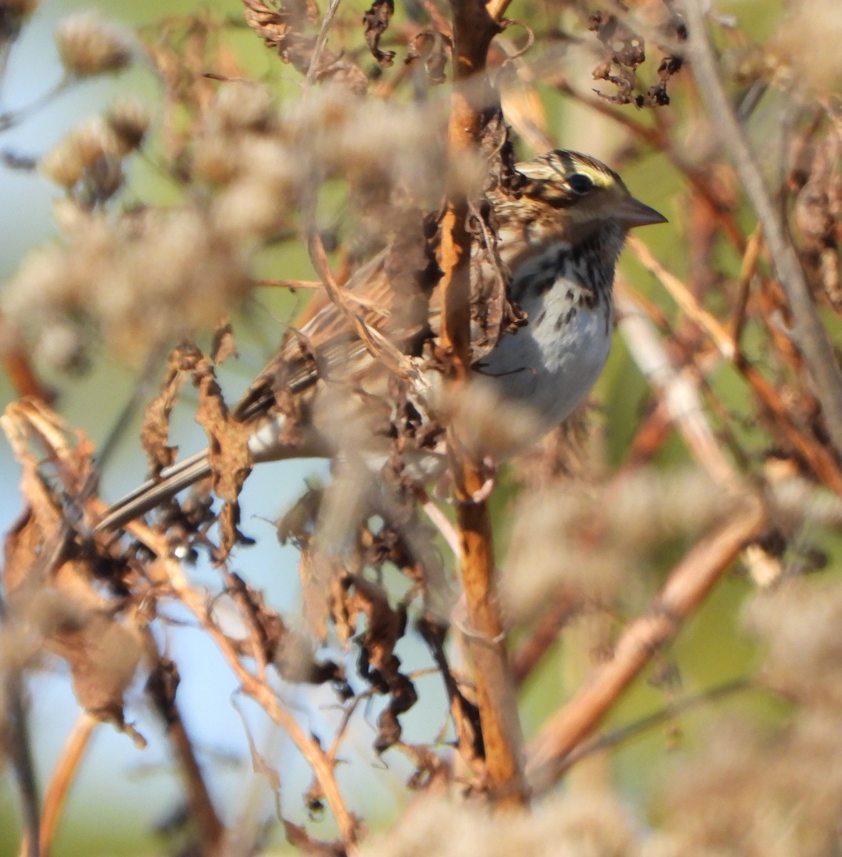 Savannah Sparrow - ML646764928