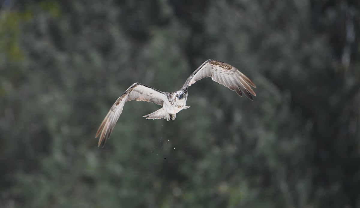 Osprey - ML646764930