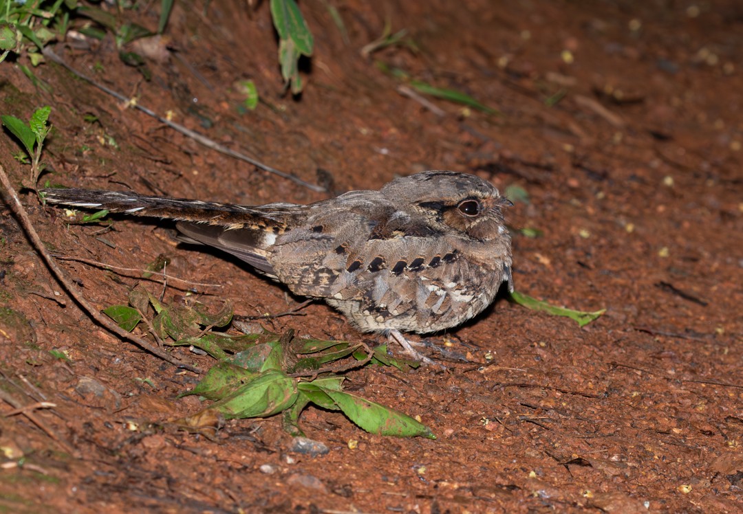 Common Pauraque - ML646764931