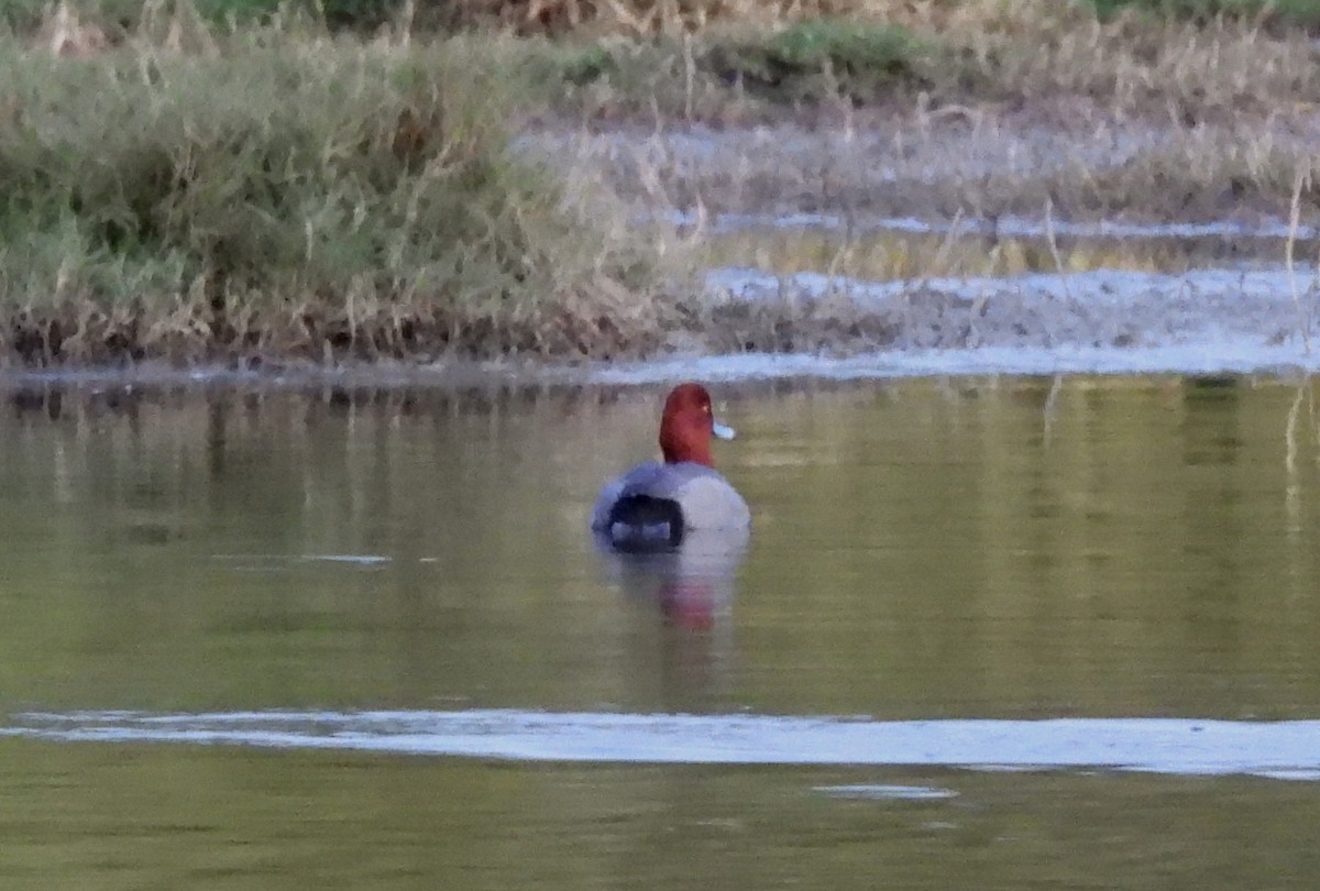 Попелюх американський - ML646764932