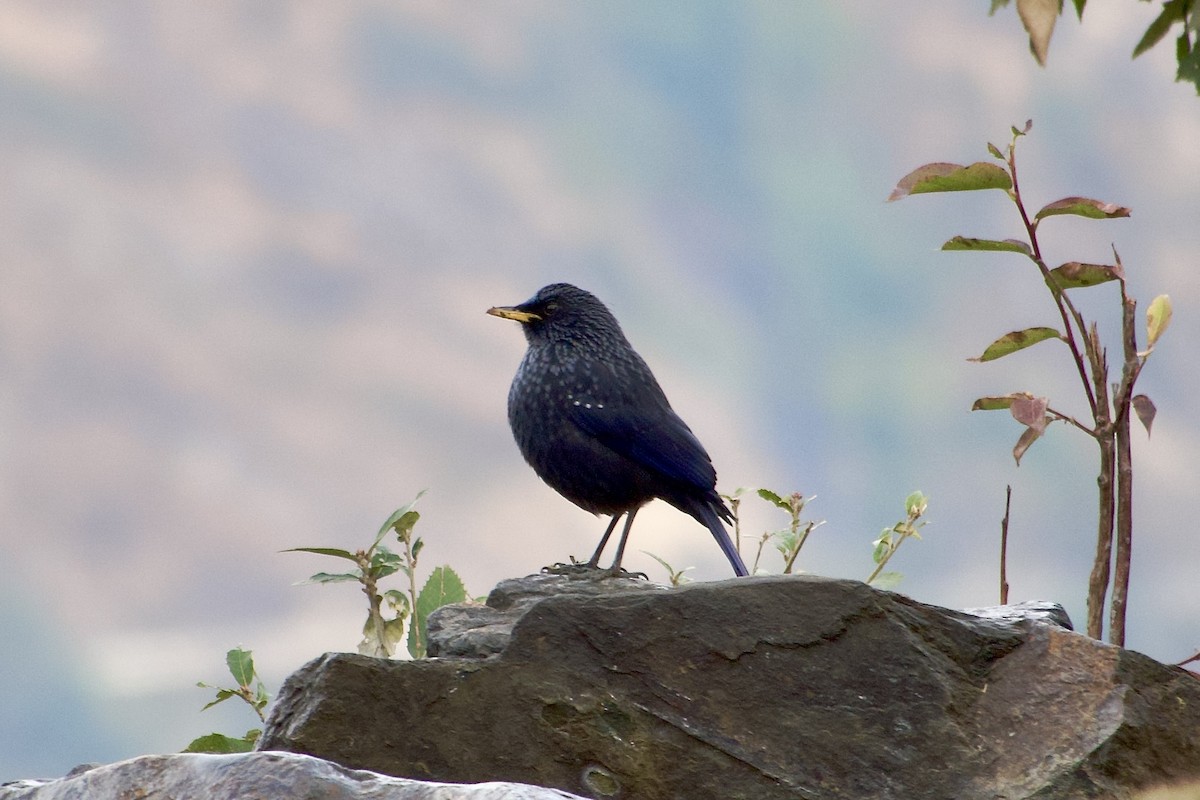 Blue Whistling-Thrush - ML646764935