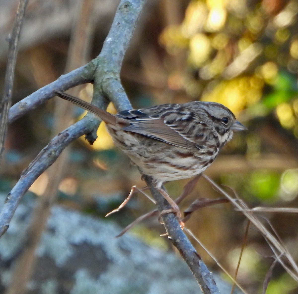 Song Sparrow - ML646764936