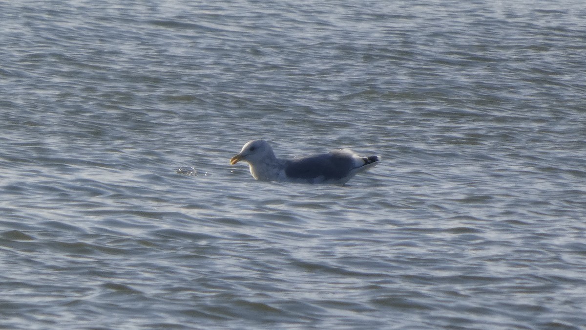 Vega Gull - ML646764938