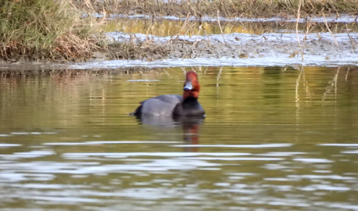 Попелюх американський - ML646764940