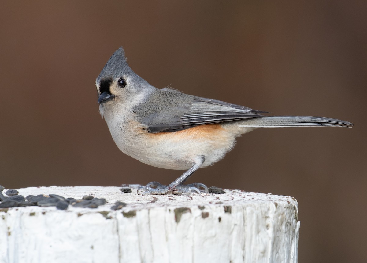 Tufted Titmouse - ML646764942