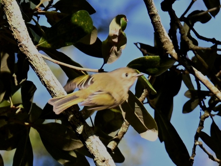 ויראו לבן-עין - ML646764943
