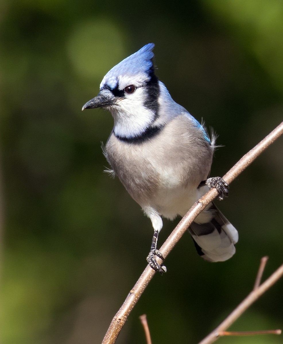 Blue Jay - ML646764944