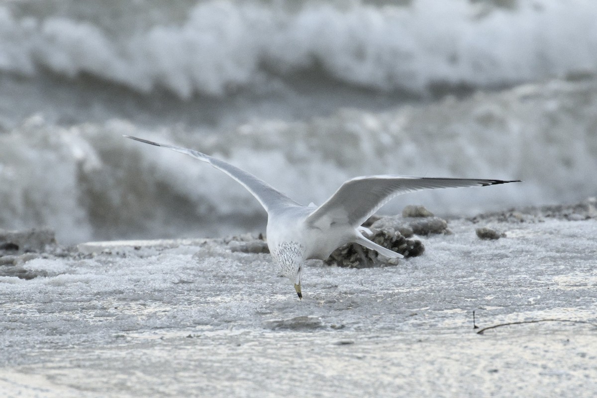 Halkalı Martı - ML646764945