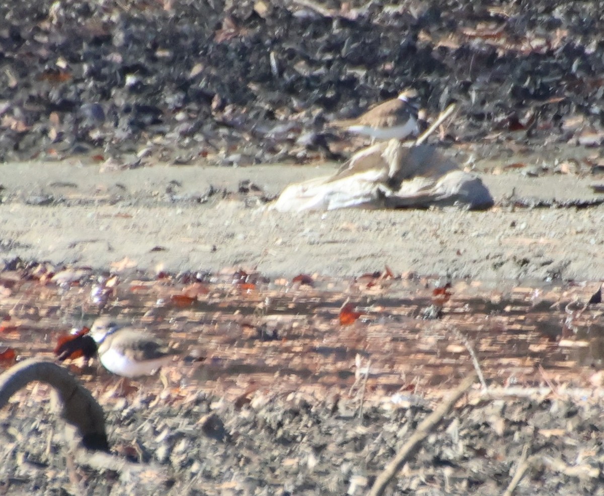 חופמי כפול-צווארון - ML646764947