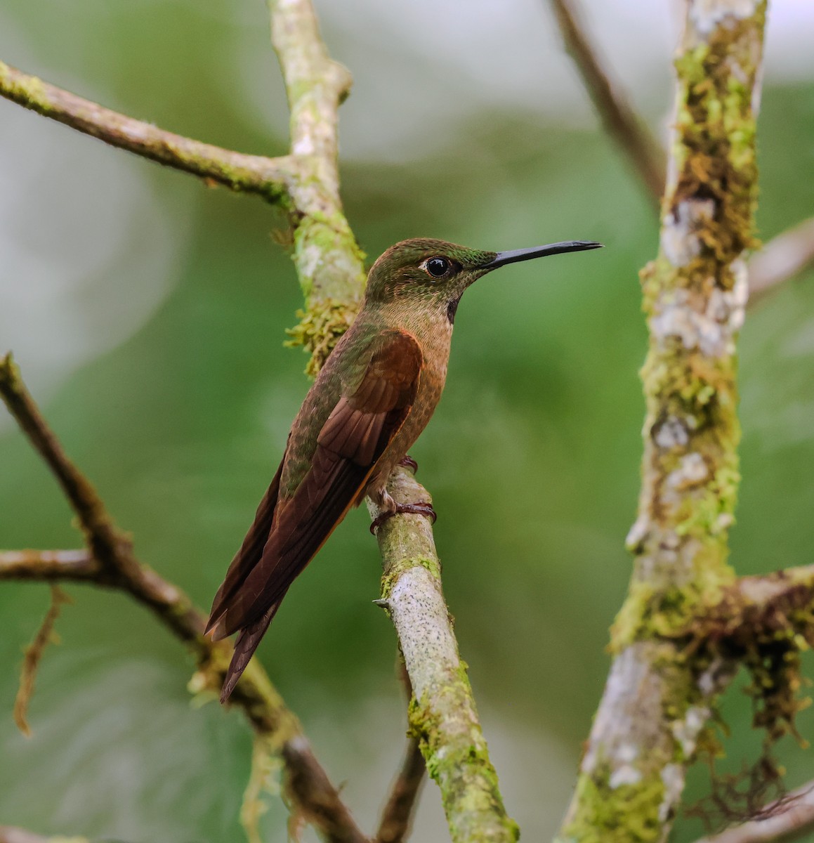 Fawn-breasted Brilliant - ML646764949