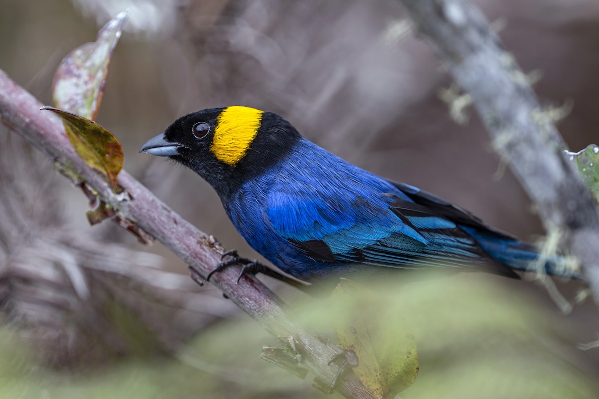 Yellow-scarfed Tanager - ML646764950