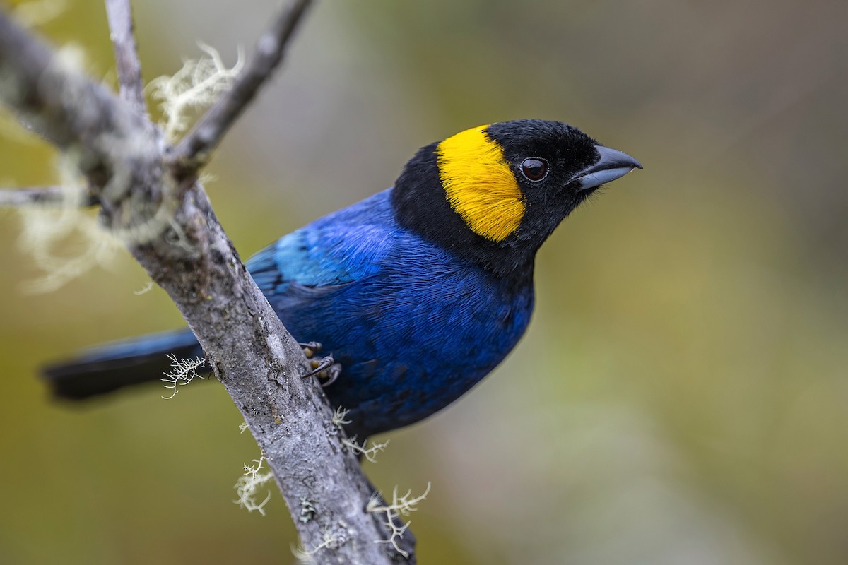 Yellow-scarfed Tanager - ML646764951