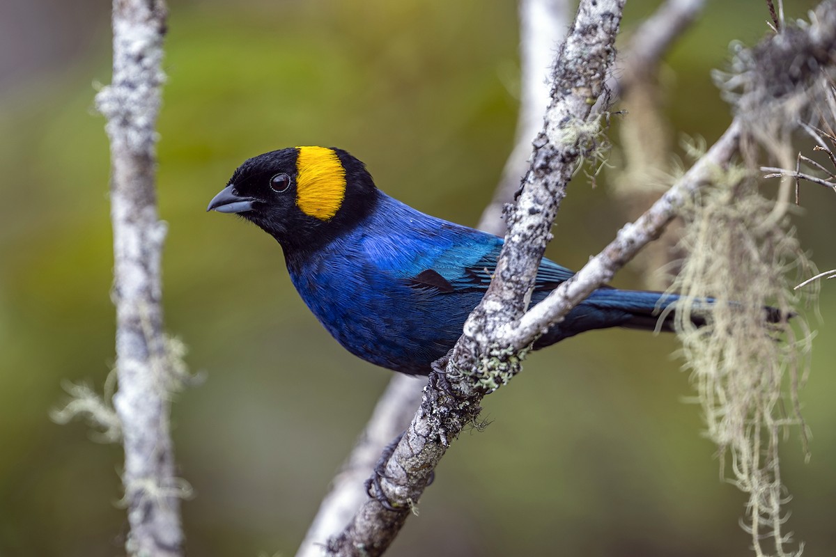 Yellow-scarfed Tanager - ML646764952
